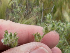 Cryptantha barbigera