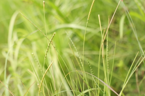 Thaumastochloa cochinchinensis iNat (3)