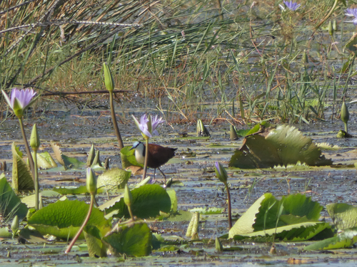 iNaturalist image