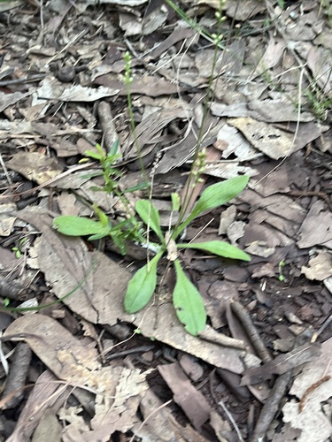 Plantago debilis, photograph 1