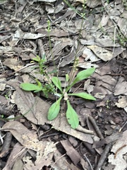 Plantago debilis