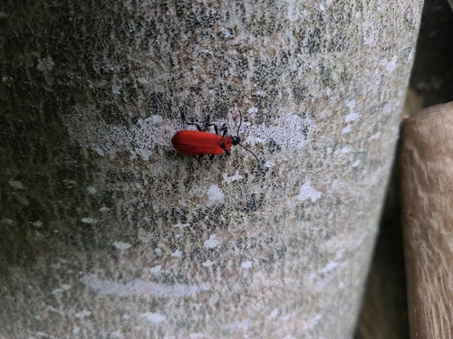 Black-headed Cardinal Beetle