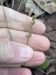 author not stated, no rights reserved Plantago debilis, photograph author not stated, no rights reserved