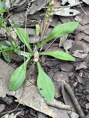 author not stated, no rights reserved Plantago debilis, photograph author not stated, no rights reserved