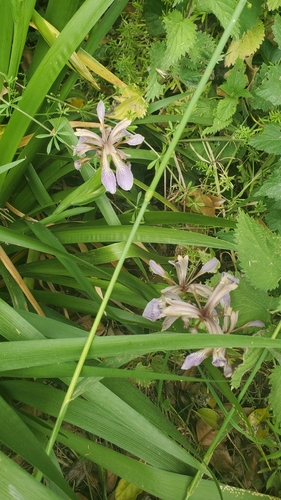 Stinking iris