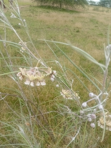Narrow-leaf Cotton Bush