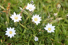 Gentiana sedifolia