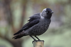 Western Jackdaw photo 5