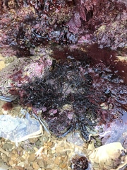 Cladostephus spongiosus