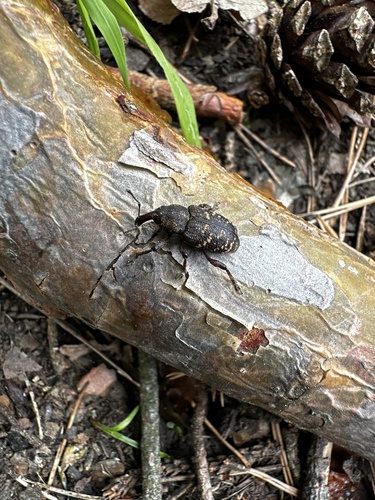 Large Pine Weevil
