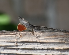 Anolis sagrei