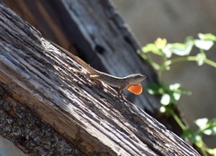 Anolis sagrei