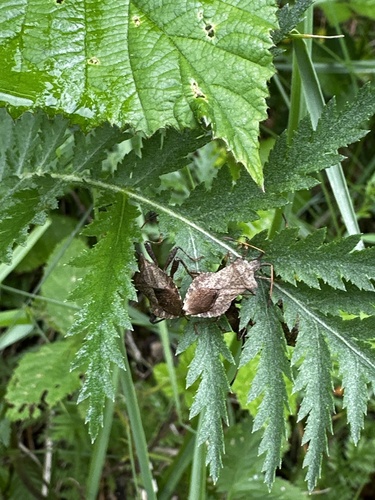 Dock Bug