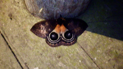 Automeris niepelti