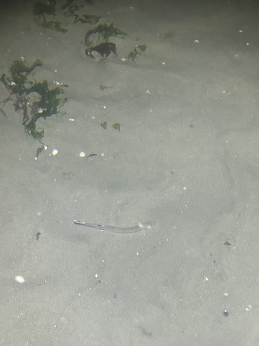 Sandfish (Gonorynchus forsteri) — Gonorynchidae