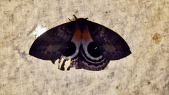 Automeris niepelti