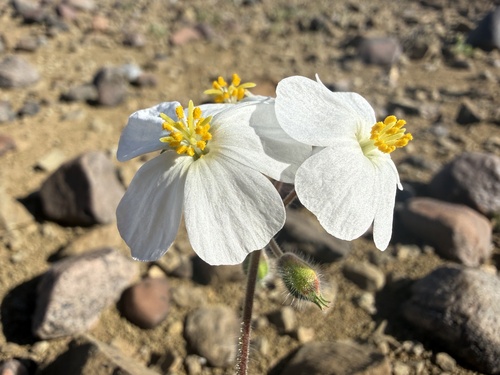 Monsonia luederitziana