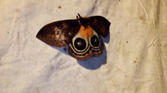 Automeris niepelti