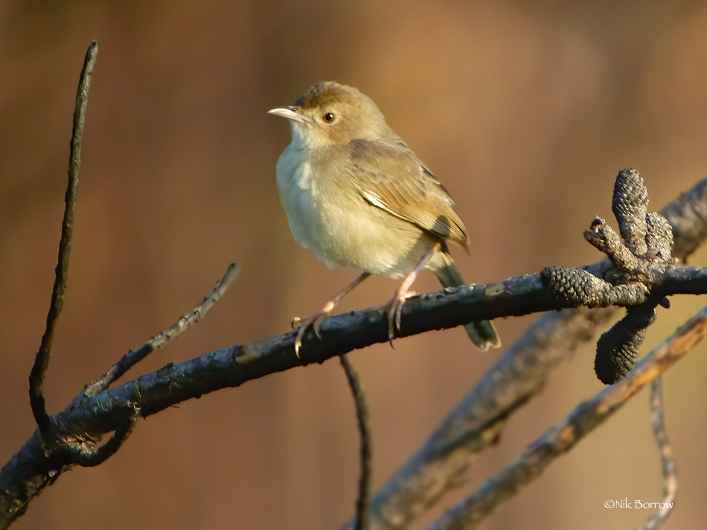 Siffling Cisticola illustration