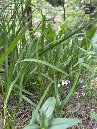 European lily of the valley
