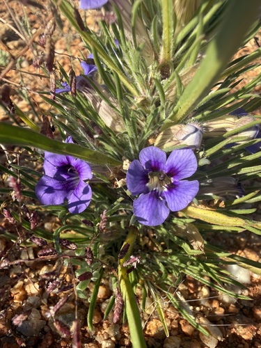 Bushveld Carpet Flower