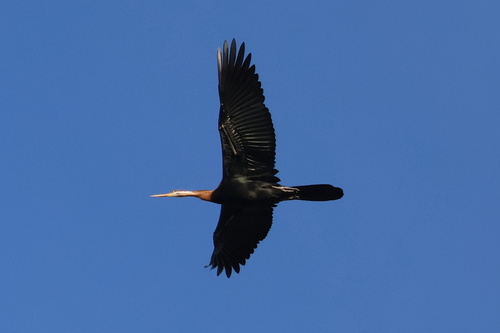 iNaturalist image