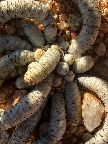 Anacampseros albissima