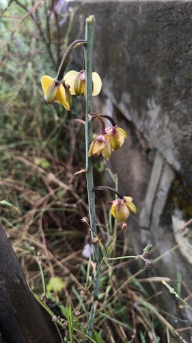 Twisted Harlequin