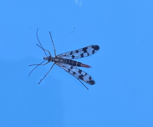 Meadow Scorpionfly