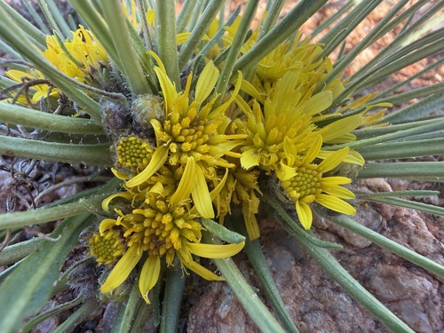Common Vomitdaisy