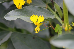 Tropaeolum peregrinum