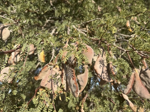 Camel Thorn