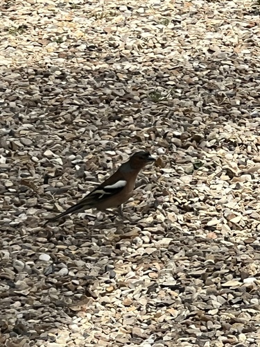 Common Chaffinch