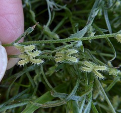 Pectocarya linearis ferocula