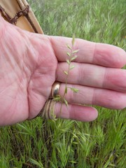 Festuca microstachys
