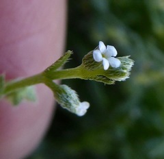 Pectocarya linearis ferocula