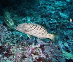 Anyperodon leucogrammicus