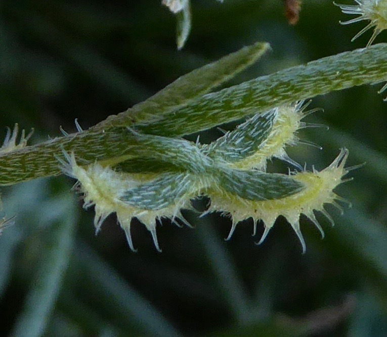 sagebrush combseed (Pectocarya linearis) - Botanical Realm
