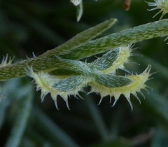 Pectocarya linearis ferocula