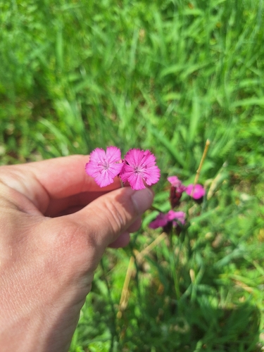 Giant Pink
