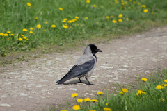 Corvus cornix