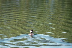 Oxyura jamaicensis
