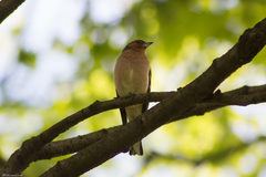 Fringilla coelebs