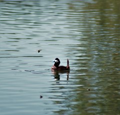 Oxyura jamaicensis
