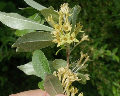 autumn olive