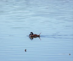 Oxyura jamaicensis