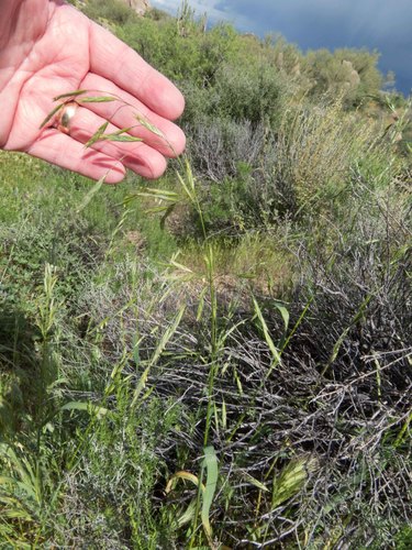 Bromus arizonicus, 2017-03-23