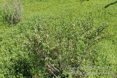 Cephalanthus glabratus