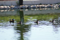 Oxyura jamaicensis