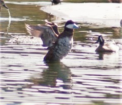 Oxyura jamaicensis